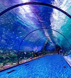 The National Aquarium Abu Dhabi