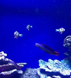 The National Aquarium Abu Dhabi