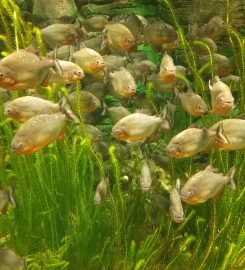 The National Aquarium Abu Dhabi