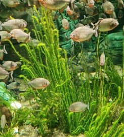 The National Aquarium Abu Dhabi