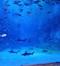 The National Aquarium Abu Dhabi