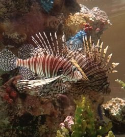 The National Aquarium Abu Dhabi