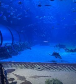 The National Aquarium Abu Dhabi