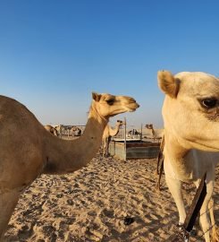 Emirates Tours And Safari