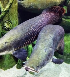 The National Aquarium Abu Dhabi