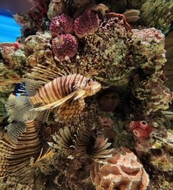 The National Aquarium Abu Dhabi