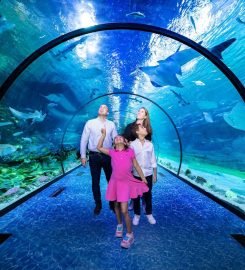 The National Aquarium Abu Dhabi