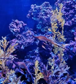 The National Aquarium Abu Dhabi