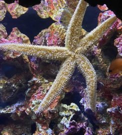 The National Aquarium Abu Dhabi