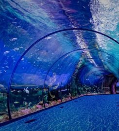 The National Aquarium Abu Dhabi