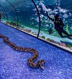 The National Aquarium Abu Dhabi