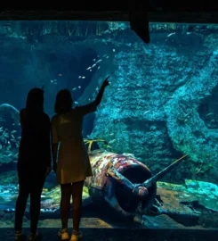 The National Aquarium Abu Dhabi