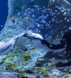 The National Aquarium Abu Dhabi
