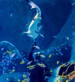 The National Aquarium Abu Dhabi